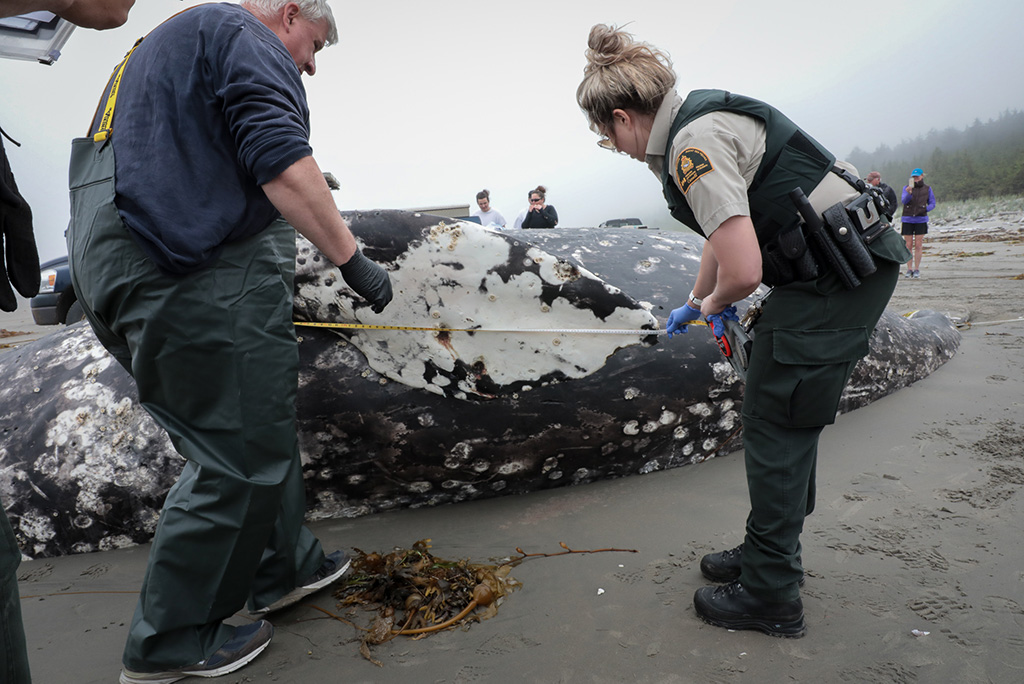 grey whale–North Beach–Haida Gwaii